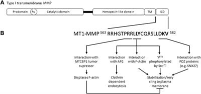 A Journey on Extracellular Vesicles for Matrix Metalloproteinases: A Mechanistic Perspective